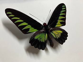 Amazon | (2) アカエリトリバネアゲハ 蝶 標本 | 生態・採集